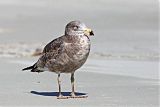 Pacific Gull